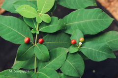 Rauvolfia tetraphylla